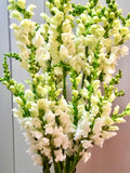 50+ seeds Elegant cottage Garden flower Heirloom White Snapdragon Antirrhinum majus Seeds flower seeds