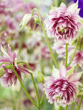 25 Columbine Nora Barlow Seeds / Pink Aquilegia Vulgaris Seedss /  Flower Seeds / Sow Seeds Outdoors Spring and Fall (#G22) F flower seeds