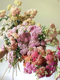 50+seeds Pastel  Mix color Yarrow (Achillea Millefolium) flower seeds