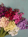 40+ Colourful Stock Mix seeds (Matthiola incana) - Organic - NON GMO seeds seeds bulk