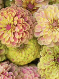 Queeny Lime with Blush Zinnia, Zinnia elegans, 10 Seeds flower seeds