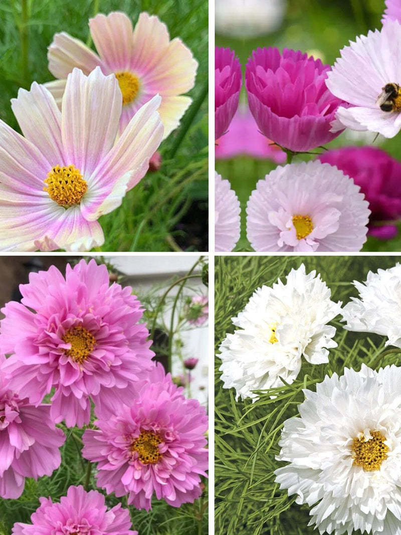 30 COSMOS MIXED seeds---Flower seeds--Plant seeds--Gardening--Seeds--Gift flower seeds