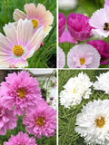 30 COSMOS MIXED seeds---Flower seeds--Plant seeds--Gardening--Seeds--Gift flower seeds