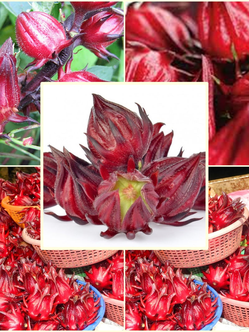 20 Seeds Roselle Hibiscus, Gongura Luosheng, Sabdariffa, Subshrub Plant, Natural, Non GMO seeds bulk