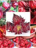 20 Seeds Roselle Hibiscus, Gongura Luosheng, Sabdariffa, Subshrub Plant, Natural, Non GMO seeds bulk