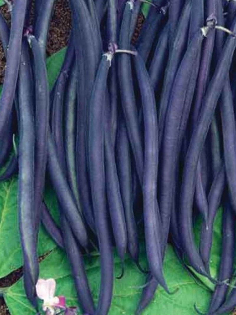 50+ Royal Burgundy  Bush Bean Seeds - All Canadian Heirloom Seeds seeds bulk