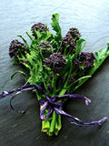 50 seeds Organic non-GMO  Purple Sprouting Broccoli (Brassica oleracea) flower spore