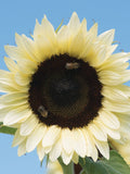 10 Creamy White Nite Sunflower Seed (F1 Hybrid) flower spore