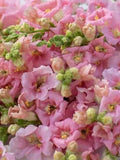 25 seeds Snapdragon ÔChantilly Light PinkÕ Antirrhinum majus flower spore