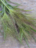 50+ ÔFrosted ExplosionÕ love grass seeds - Eragrostis elegans - decorative grass - ornamental grass - great with dried flowers flower spore