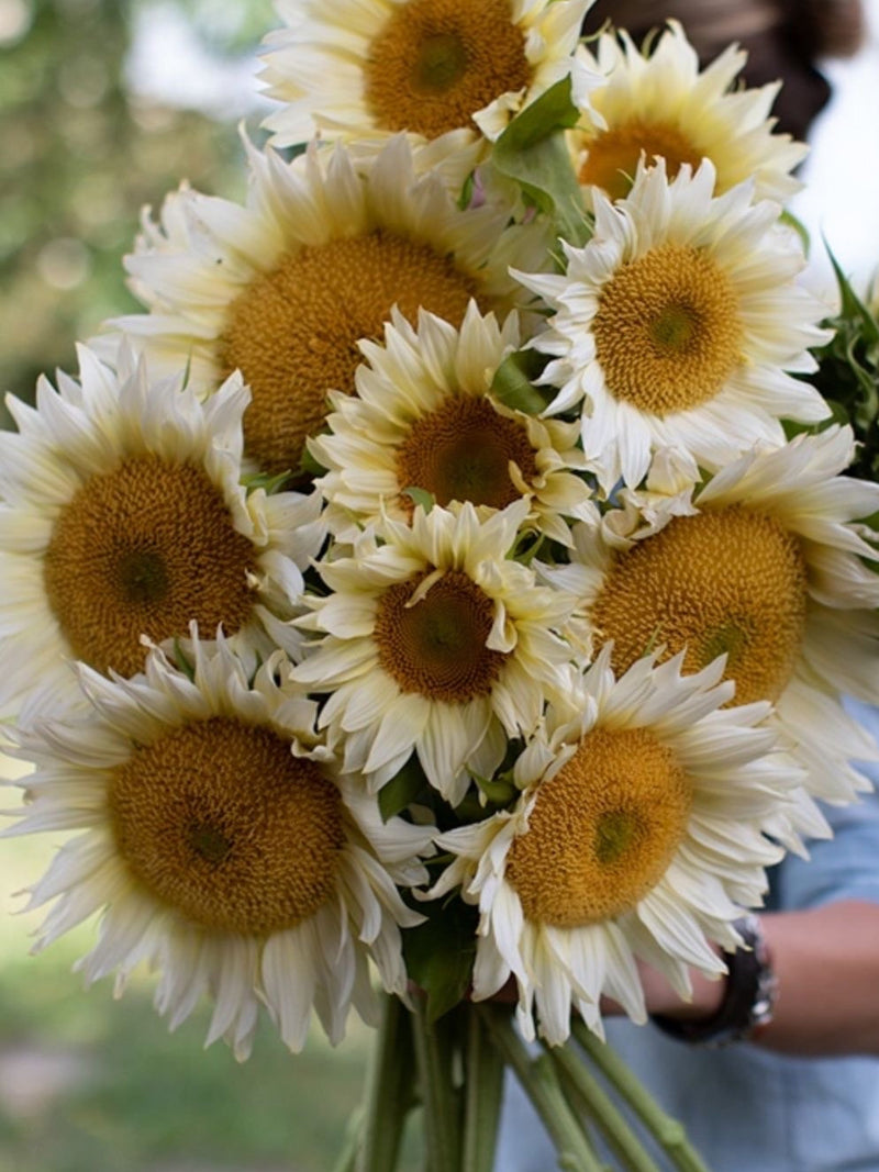 10 seeds Sunflower Pro Cut White Lite Seeds / Helianthus annuus / Cottage / Wildflowers  / Cut Flower / English Garden / Wedding / Bouque flower spore