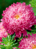 30 + seeds lovely double-flowered Sidonia Asters Rose seeds bulk