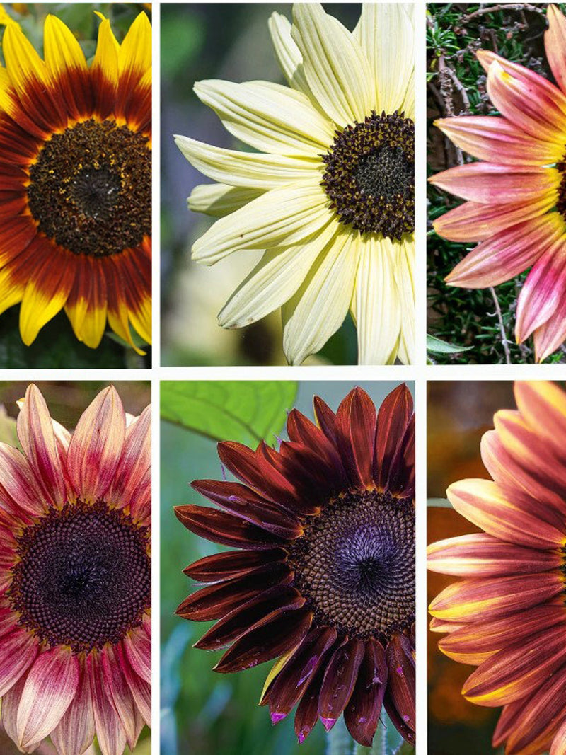 20 rare SUNFLOWER MIXED seeds---Plant seeds---Flower seeds---Gardening gifts flower seeds