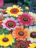 100 Painted Daisy Seeds, Chrysanthesus Carinatus CR411C flower seeds