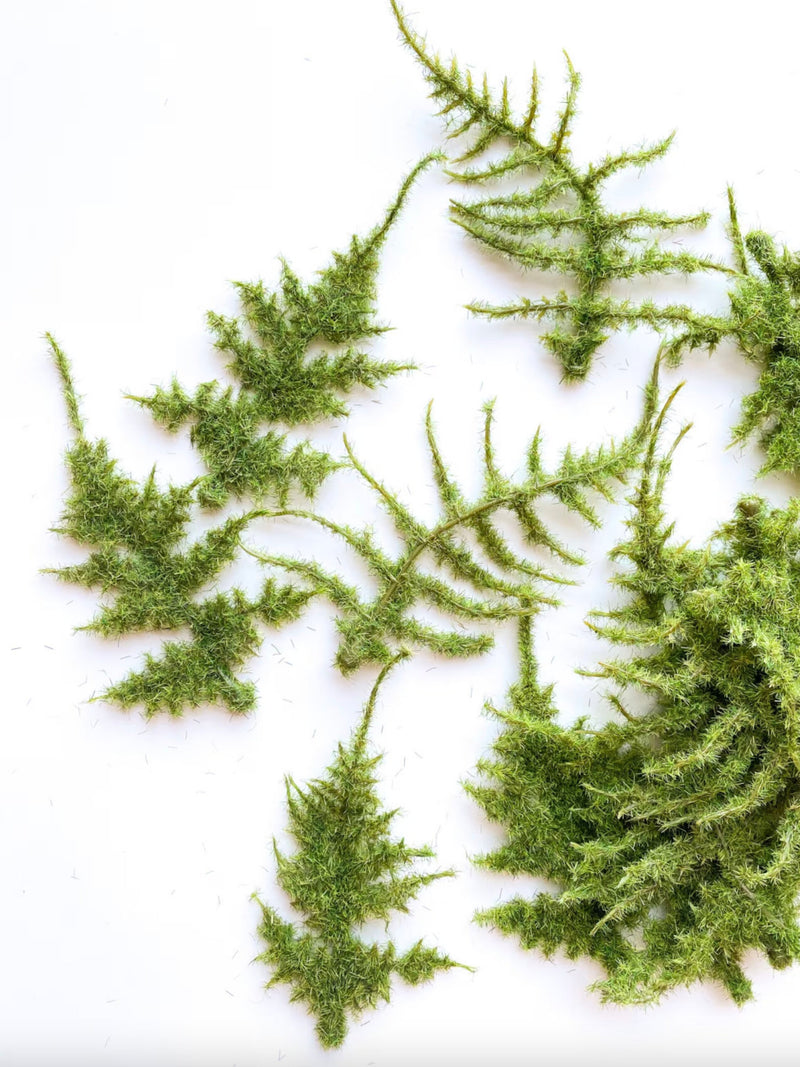 17 Mossy Lace Fern in Fresh Green - Artificial Fern Filler - ITEM 1550 faux plants