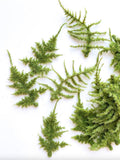17 Mossy Lace Fern in Fresh Green - Artificial Fern Filler - ITEM 1550 faux plants