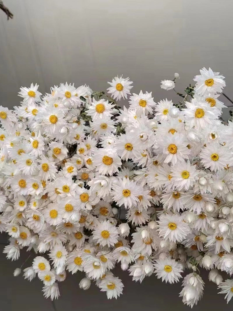 2026 New Dried White Daisies Dried Rodanthe Natural dried flower bouquet Natural wildflowers FLOWER DELIVERY