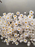 2026 New Dried White Daisies Dried Rodanthe Natural dried flower bouquet Natural wildflowers FLOWER DELIVERY