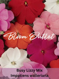 250 Impatiens Seeds Busy Lizzy Mix Flower Garden Seeds Shade Annual Perennial Houseplant Ground Cover Flower Plants Lizzie seeds bulk