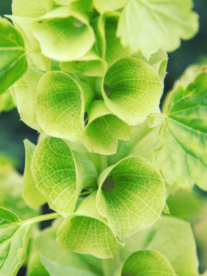 BELLS OF IRELAND Flower Seeds - The Bells-of-Ireland / Bell of Ireland / Molucca Balmis / Shellflower or Shell Flower Heirloom Flower Seeds flower seeds
