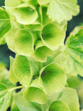 BELLS OF IRELAND Flower Seeds - The Bells-of-Ireland / Bell of Ireland / Molucca Balmis / Shellflower or Shell Flower Heirloom Flower Seeds flower seeds