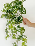 Watermelon Hanging Bush 16" - High Quality Artificial Hanging Plant - Faux Watermelon, Peperomia Plant faux plants