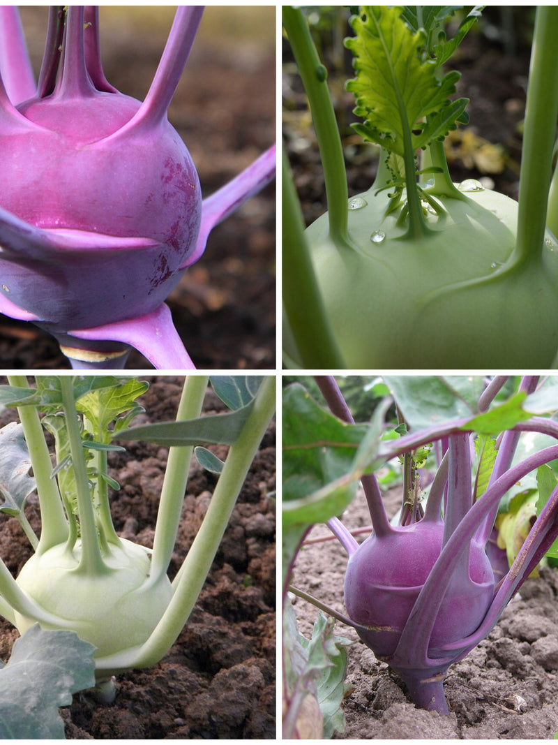 Heirloom WHITE & PURPLE KOHLRABI Vienna Seed Mix - Plant Vegetable Seed Mix / White and Purple Kohl Rabi Combo Seed Pack - 100+ Seeds in Pak seeds bulk