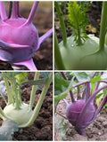Heirloom WHITE & PURPLE KOHLRABI Vienna Seed Mix - Plant Vegetable Seed Mix / White and Purple Kohl Rabi Combo Seed Pack - 100+ Seeds in Pak seeds bulk
