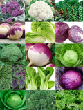 Brassica Collection 15 Seed Packs **** 2200+ Heirloom Seeds **** Fast Flat Rate Shipping All Canadian Heirloom Seeds seeds bulk