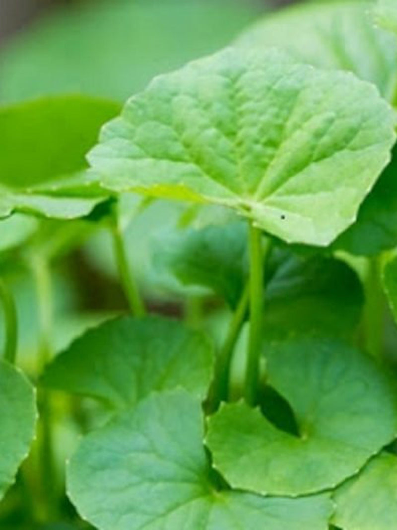 Pennywort Seeds | Rau M‡ L‡ Nh_, Gotu Kola, Centella Asiatica seeds bulk