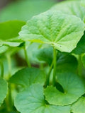 Pennywort Seeds | Rau M‡ L‡ Nh_, Gotu Kola, Centella Asiatica seeds bulk