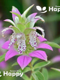 PURPLISH LILAC LEMON Bee Balm Mint - 400 seeds- Monarda punctata - Perennial Flower flower seeds