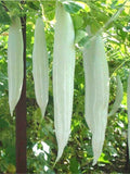 10 seeds of Short Snake Gourd  - Ships From Canada | Vegetable Seeds. Free shipping seeds bulk