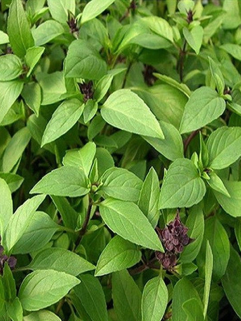 LARGE PACKET| 500+ Non-GMO Thai Basil Herb| Rau qu_ seeds bulk