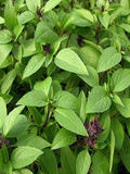 LARGE PACKET| 500+ Non-GMO Thai Basil Herb| Rau qu_ seeds bulk