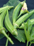 LARGE PACKET | 80+ seeds of Non-GMO/Open pollinated variety Okra | - Ships From Canada | Asian Vegetable Seeds Fast Shipping Active flower seeds
