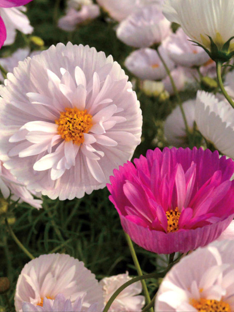 50+ Seeds Cosmos Cupcake NON GMO Cosmos Bipinnatus Flower Seeds flower seeds