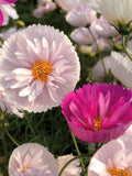 50+ Seeds Cosmos Cupcake NON GMO Cosmos Bipinnatus Flower Seeds flower seeds