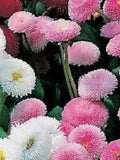 50+ Bellis perennis 'Pomponette' Mixed Daisy Seeds / English Daisy Flower Seeds / (G2) F flower seeds