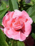 30+ Seeds Camellia Mixed Impatiens Balsam Dwarf NON GMO Impatiens Balsamina Flower Seeds flower seeds