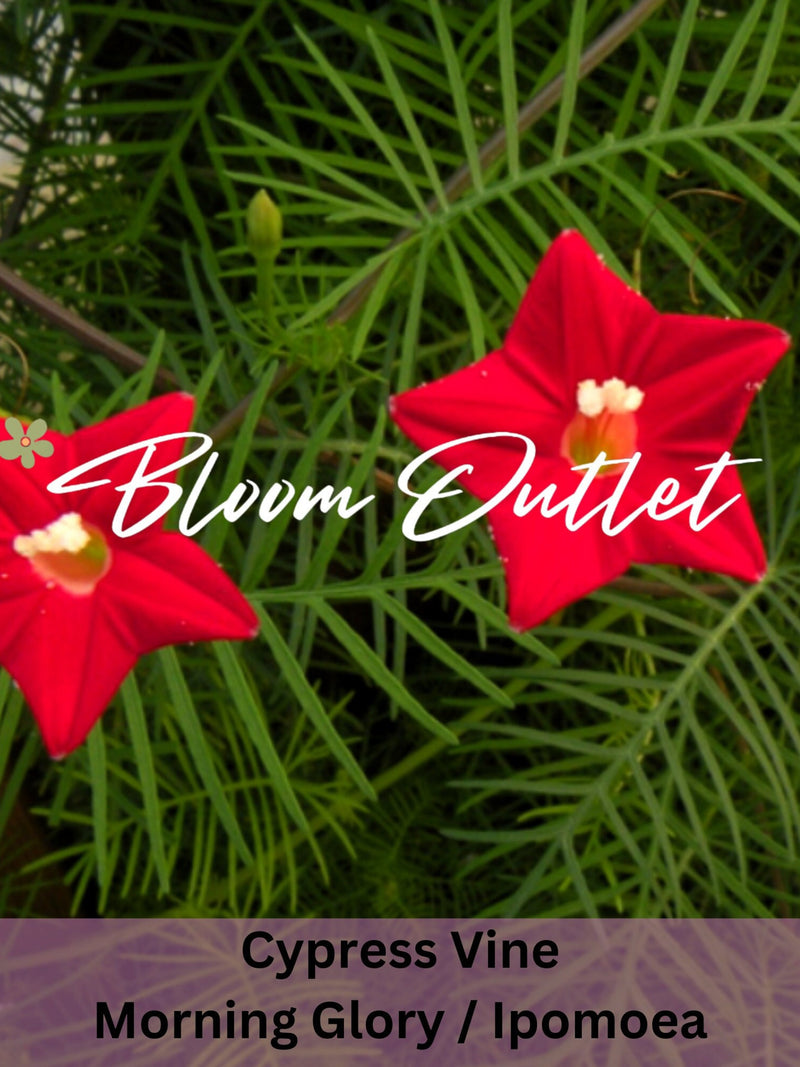 Morning Glory Cypress Vine Seeds 50/200 | Cardinal Climber Red Flowers | Heirloom Ipomoea | Fast Growing Vine 15 ft seeds bulk