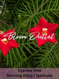 Morning Glory Cypress Vine Seeds 50/200 | Cardinal Climber Red Flowers | Heirloom Ipomoea | Fast Growing Vine 15 ft seeds bulk