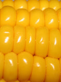 SWEET CORN SEEDS - Golden Bantam Corn / Heirloom Corn / Grow Fresh Corn in Your Edible Garden / Delicious Sweet Corn the Kids Will Love - seeds bulk