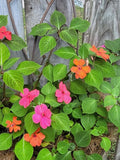 Impatiens Seeds: Assorted Colours seeds bulk