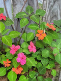 Impatiens Seeds: Assorted Colours flower seeds
