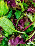 Mesclun Mix Gourmet Greens Seed Packet seeds bulk