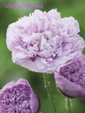 50+ seeds Poppy paeoniflorum Lavender (Peony Poppy) flower seeds
