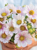 30 Versailles Flush Cosmos Seeds / Cosmos bipinnatus / English Garden  /  Bouquet Flowers / Wedding Flowers / Cut flowers wedding flower