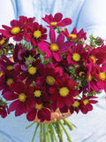 Versailles Red Cosmos Seeds, Burgundy Magenta Flower, 30 Seeds flower spore