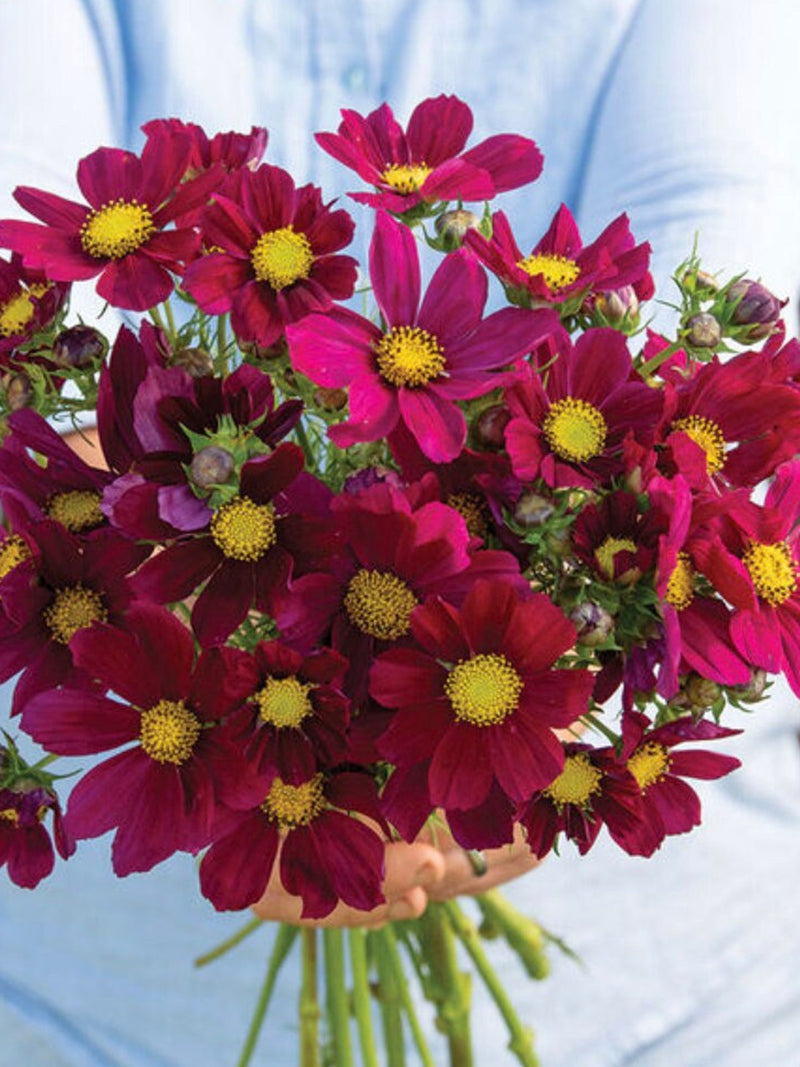 Versailles Red Cosmos Seeds, Burgundy Magenta Flower, 30 Seeds flower seeds